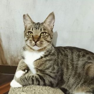 【キジ君】ワイルドな見た目に繊細なハートの持ち主