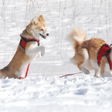 元気に雪遊びをする郁＆舞姉妹。2頭は里親募集中です☆