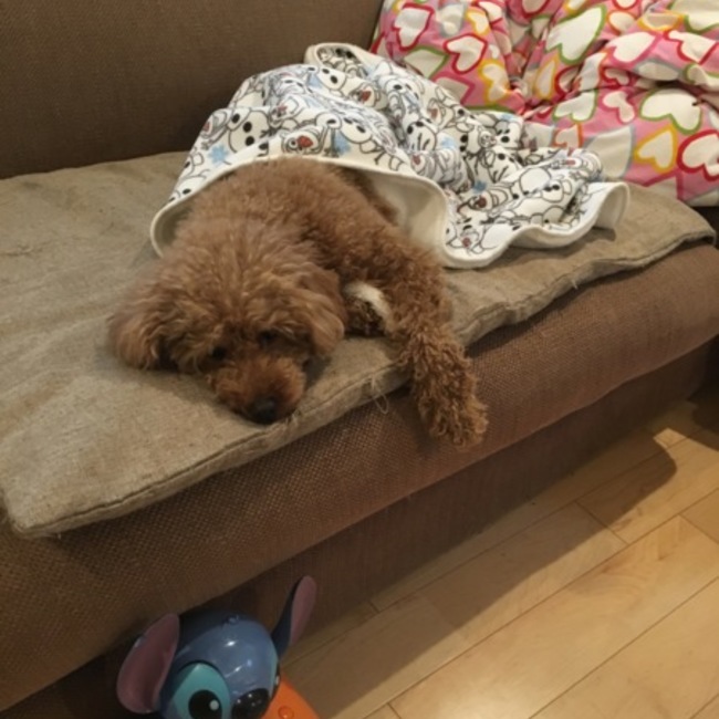 Chanaのカバー写真