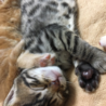 佐竹こうへい