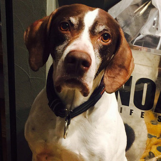 激かわポインターの男の子♪笑顔が最高