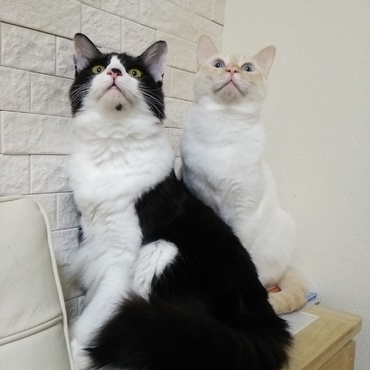 顔と言いポーズと言い、シンクロナイズドスイミングの最初の決めポーズみたいなはなまる＆麦。  目指せ東京五輪！シンクロニャイズド(ФωФ)