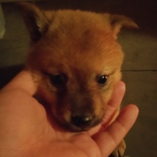 間もなく生後一ヶ月半子犬雑種メス３匹