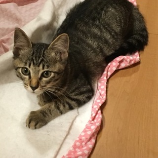 里親さん募集！