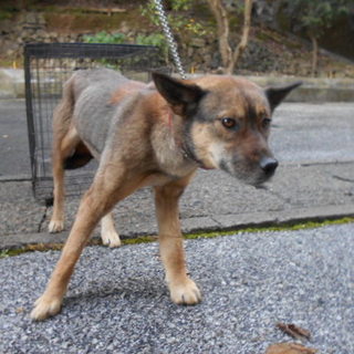 殺処分対象です