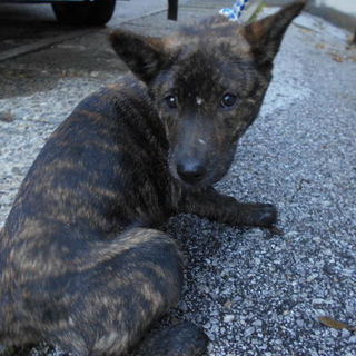 殺処分対象です