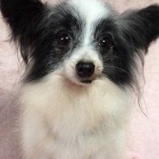 パピヨンのめぐちゃん里親募集です！