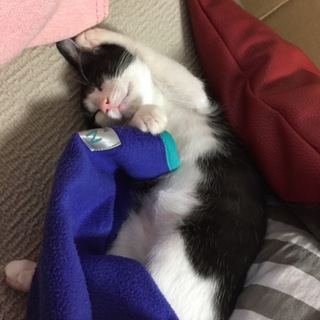 5ヶ月のハチワレ子猫です！