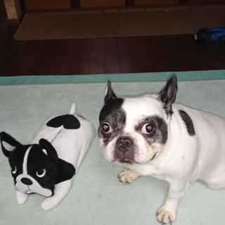 無事新しい家族が決まりました。