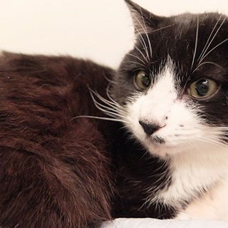 繁華街で餌やりに餌をもらって生きてました■コマ