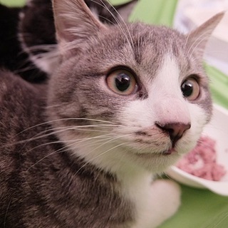 繁華街で餌やりに餌をもらって生きてました■ツグミ