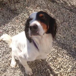 １～３歳人懐こいセッター男の子