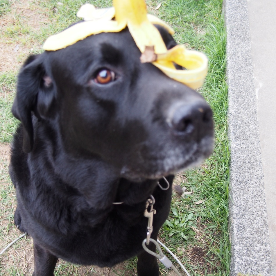 クッキーのカバー写真