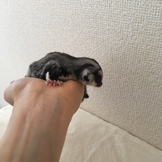 ご応募ありがとうございました