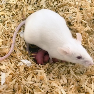 アルビノマウス
