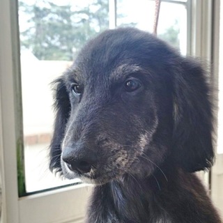 甘えん坊の美しいMIX犬