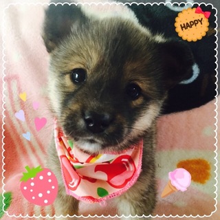 柴系仔犬ちゃん