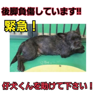 緊急!!!!!負傷をしているこの子を助けて下さい!