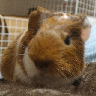 できる限りのことをします。