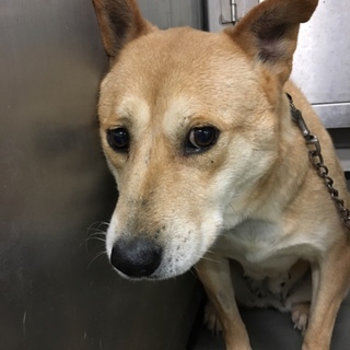 穏やかなかわいい柴系MIX?!やえちゃんです！