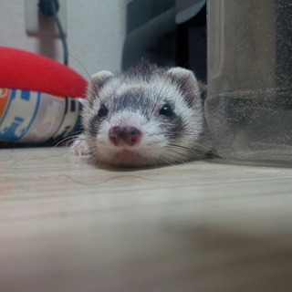 里親が決まりました。応募ありがとうございます