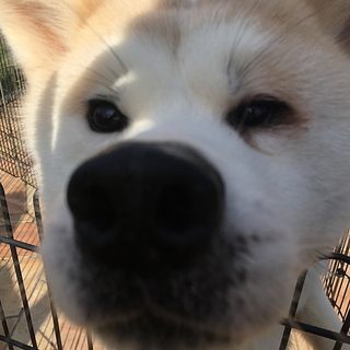 赤毛の秋田犬 1歳のオス 血統書あり