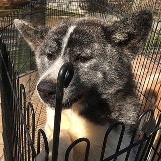 虎毛の秋田犬 8ヵ月のオス