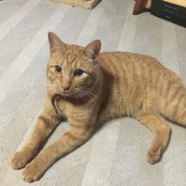 ねこ壱のカバー写真