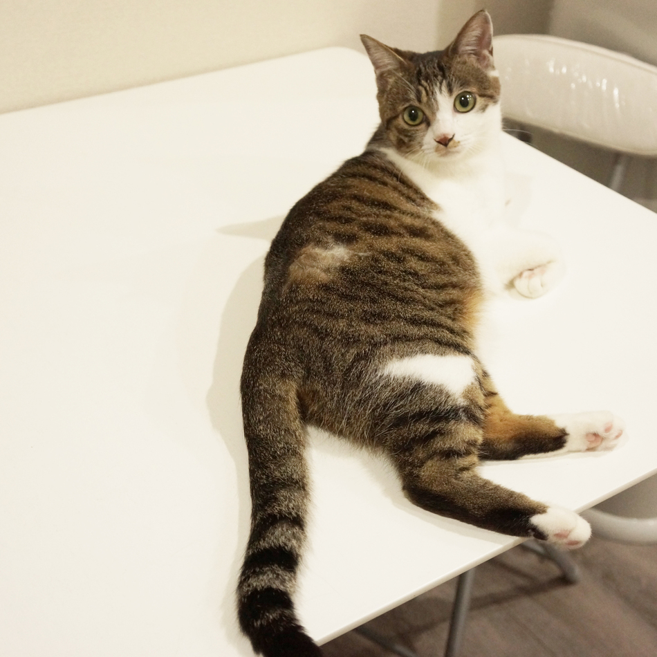 あずきのカバー写真