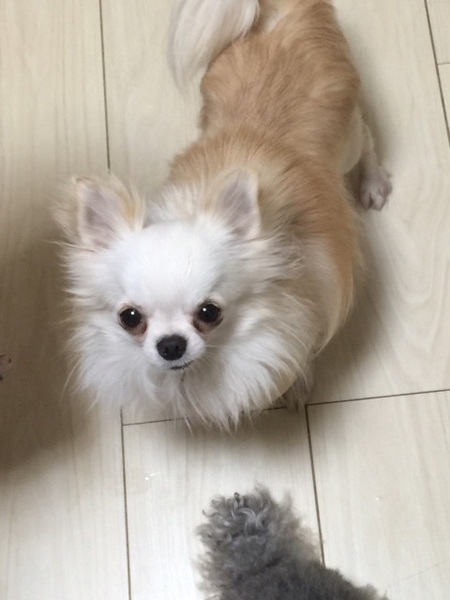 チワワ おもち君 神奈川県 犬の里親募集 ペットのおうち 月間利用者150万人 チワワ おもち君 神奈川県 犬の里親募集 ペットのおうち 月間利用者150万人