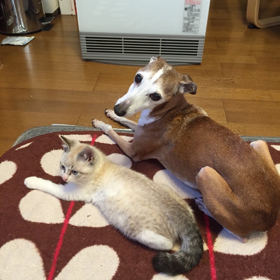 トトのカバー写真