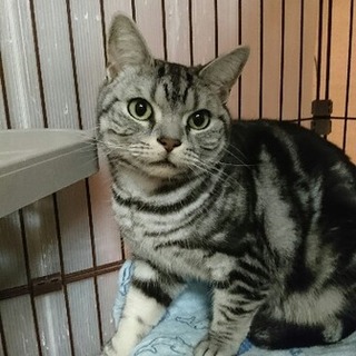 小太郎３歳アメリカンショートヘアおっとり屋さん