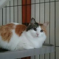 キネマ