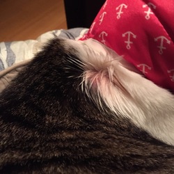 「猫にも漢方」サムネイル2