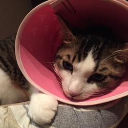 「猫にも漢方」サムネイル3