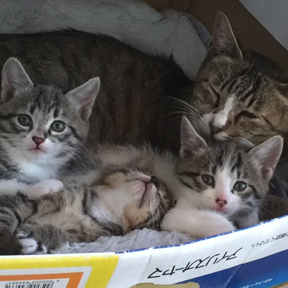 ちび春のカバー写真