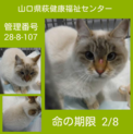 モフモフしたブルーアイの可愛いシャムミックス女子 