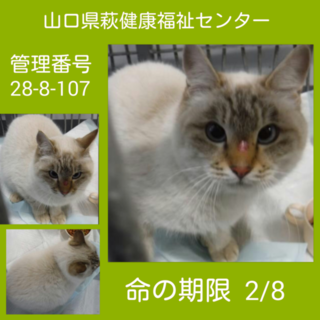 モフモフしたブルーアイの可愛いシャムミックス女子 