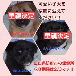 残った1匹は愛護団体に引き取られました