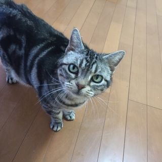 人懐こいアメショ姉妹です(*^ω^*)