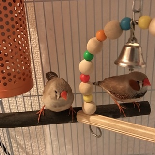 元気よく、可愛いキンカチョウです。