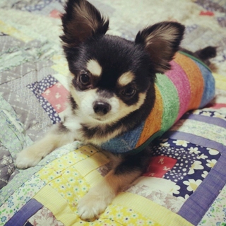 期間限定(2年間)の預かり希望です