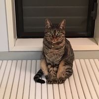 ぎん