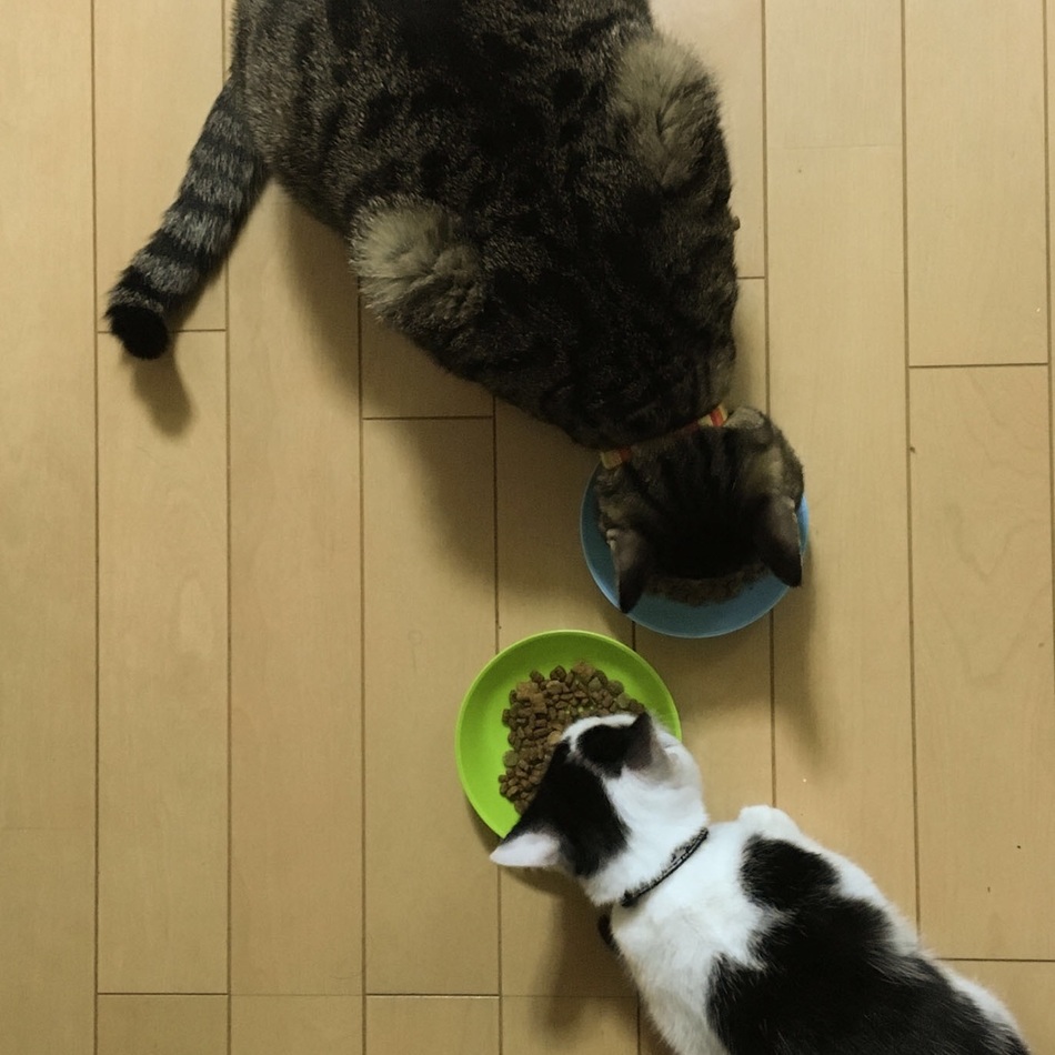 ぎんのカバー写真