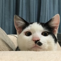える