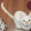 甘えん坊な白猫♫