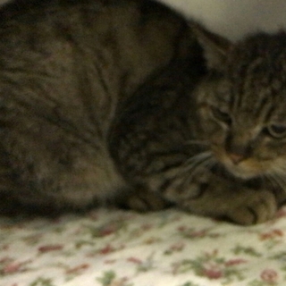 ダブルキャリアだと判明し、里親募集中止致します