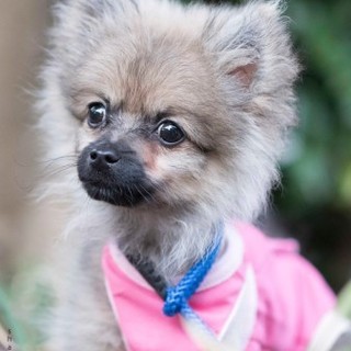 ポメラニアンのガガちゃん