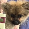 ポメラニアンのガガちゃん サムネイル2