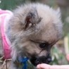 ポメラニアンのガガちゃん サムネイル3